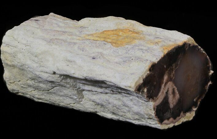 Petrified Wood Limb - Nevada #42131
